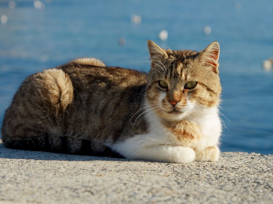 Cat resting on a sunny harbour pier