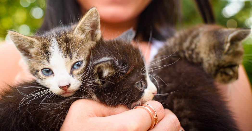 Three kittens held in cupped hands