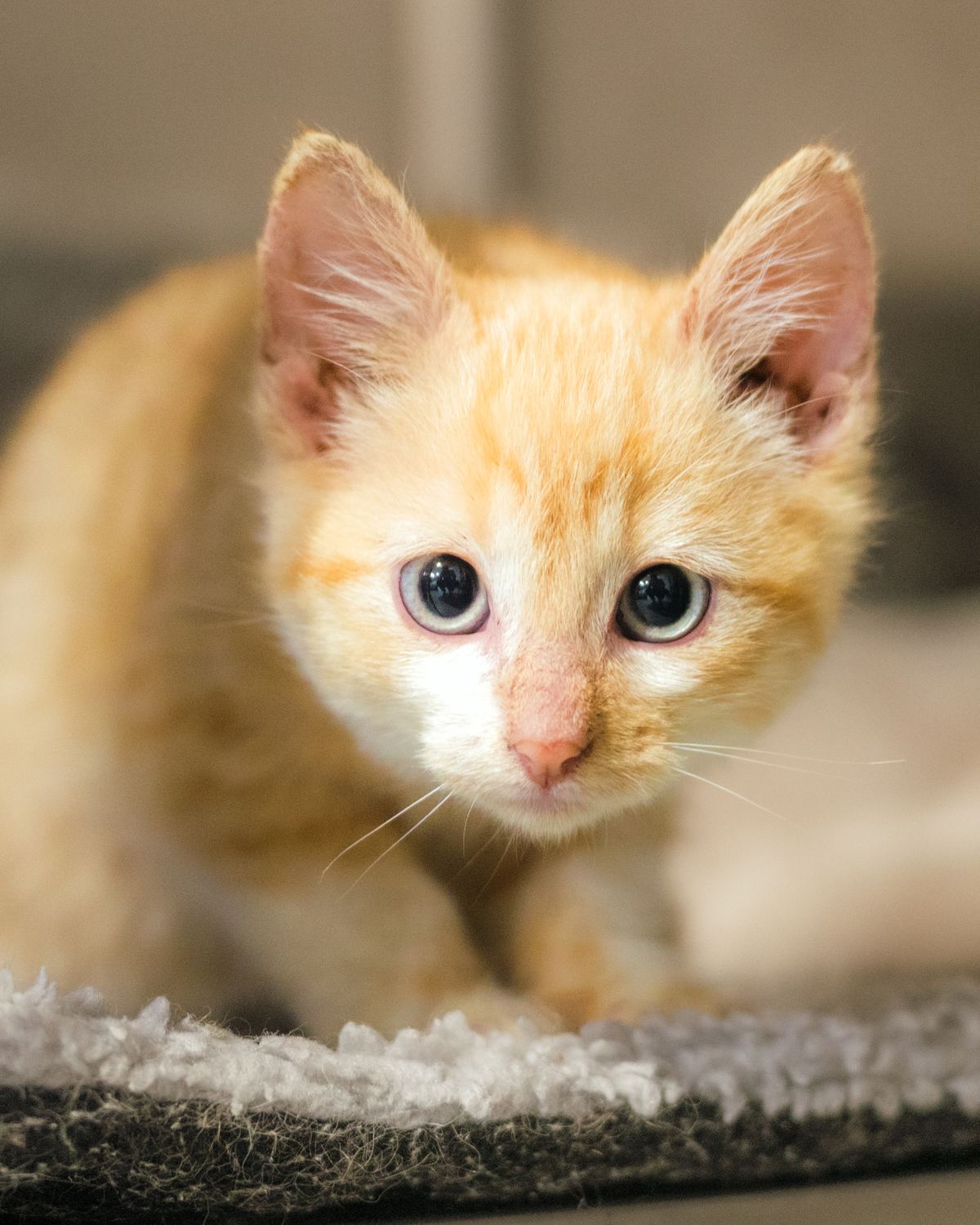 Ginger rescue kitten